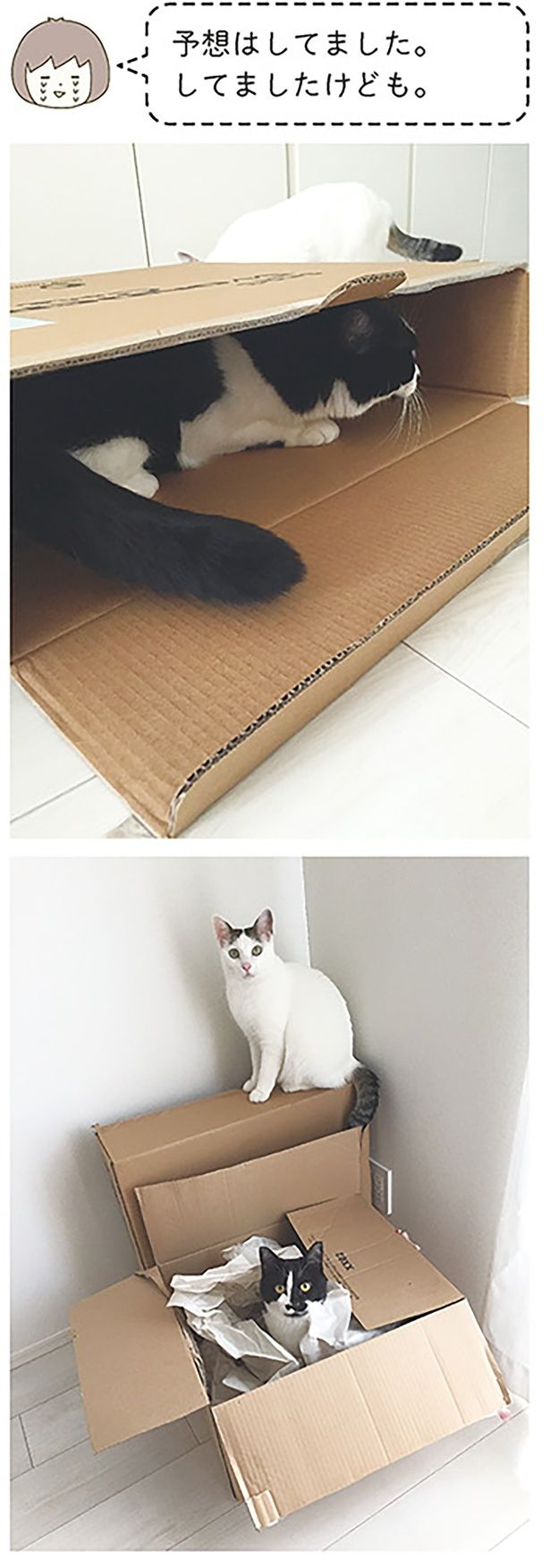 予想はしてました。してましたけども。 （C）卵山玉子／KADOKAWA