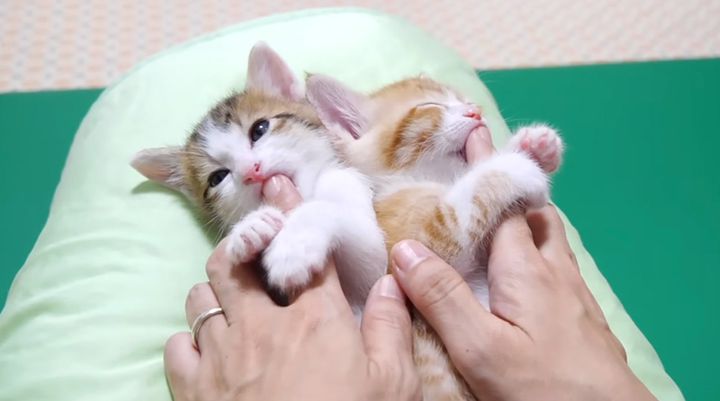 膝の上で甘える子猫達