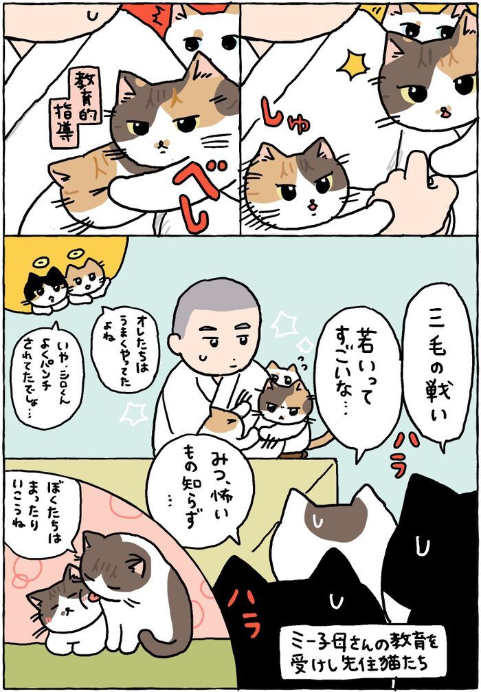 ドキドキハラハラ見守りねこ【てらねこミー子の日常】