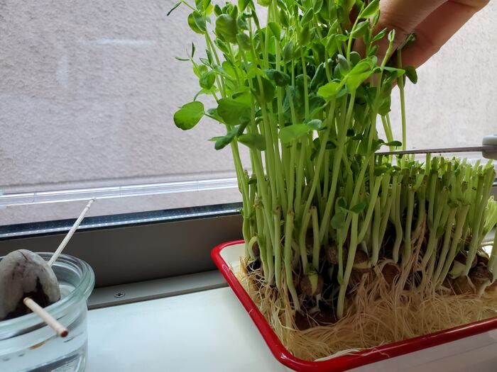 ピーマンのタネ、もう取らなくてOK！？実は丸ごと食べられる♡捨てがちな野菜のタネ3選