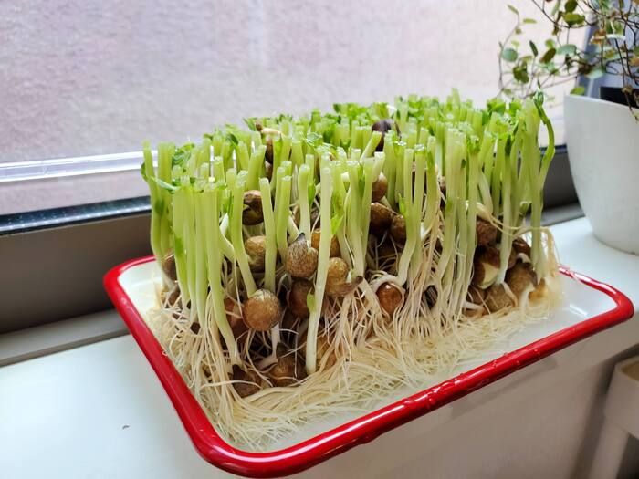 ピーマンのタネ、もう取らなくてOK！？実は丸ごと食べられる♡捨てがちな野菜のタネ3選