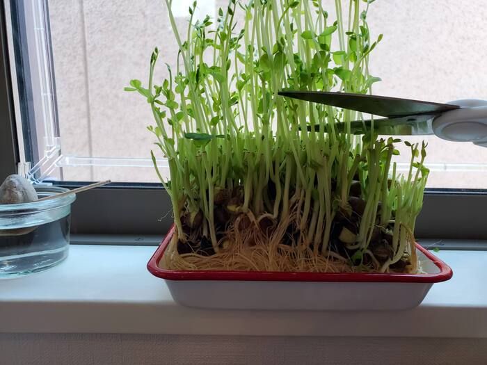 ピーマンのタネ、もう取らなくてOK！？実は丸ごと食べられる♡捨てがちな野菜のタネ3選