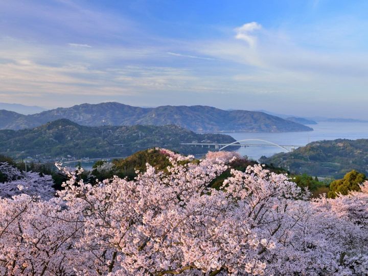 All About ニュース編集部が全国250人を対象に実施した「桜の名所に関するアンケート」の調査結果から、愛媛で行ってみたい＆好きな桜の名所ランキングを発表！ 同率2位の「開山公園」「道後公園」を抑えた1位は？