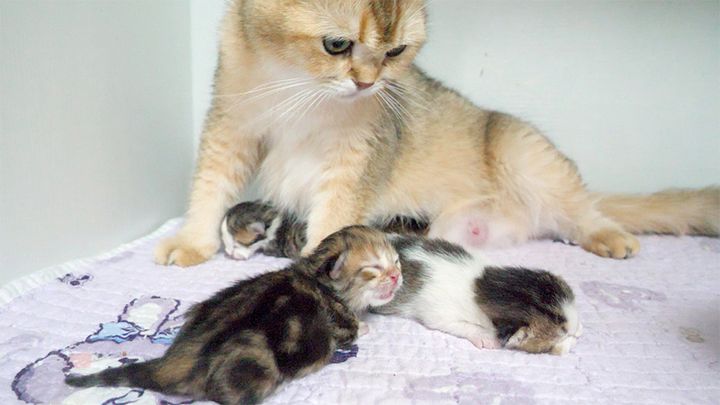 子育てする母猫