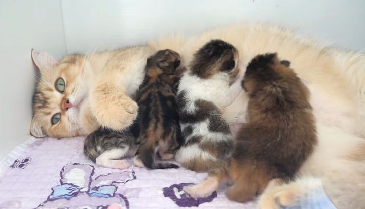 子猫達にミルクを飲ませる母猫