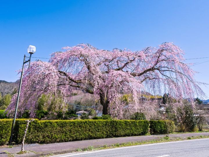 All About ニュース編集部が全国250人を対象に実施した「桜の名所に関するアンケート」の調査結果から、宮崎で行ってみたい＆好きな桜の名所ランキングを発表！ 2位「原田家のしだれ桜」を抑えた1位は？