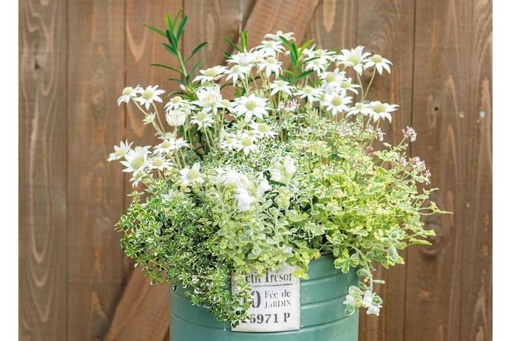 人気園芸店・店主【オニちゃん】が提案！ イエロー＆ホワイトの「春の寄せ植え」