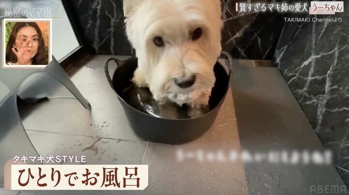 【写真・画像】滝沢眞規子、激宅の広々ガレージで愛犬を“独学でトリミング”「自分でやってるんですか！？」「これもお家！？」驚きの声 2枚目