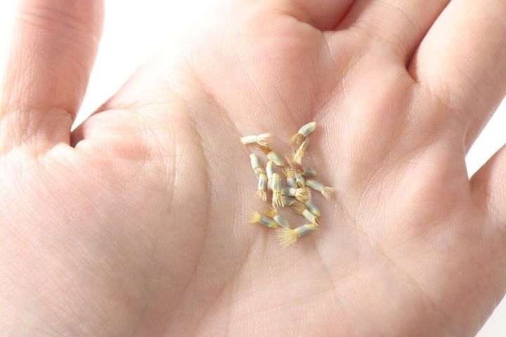 ダイソー 栽培セット コーンフラワー 種