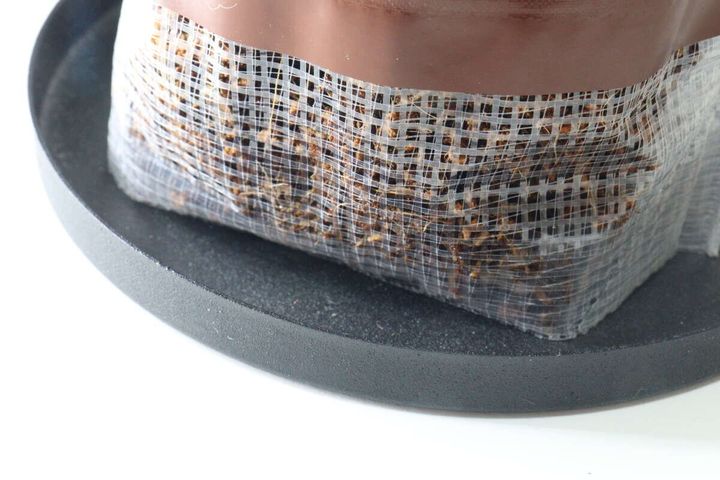 ダイソー 栽培セット コーンフラワー 袋プランター 網