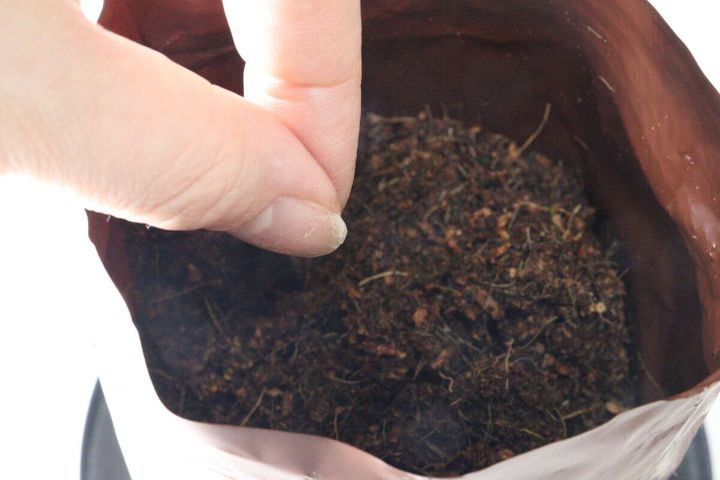 ダイソー 栽培セット コーンフラワー 種まき