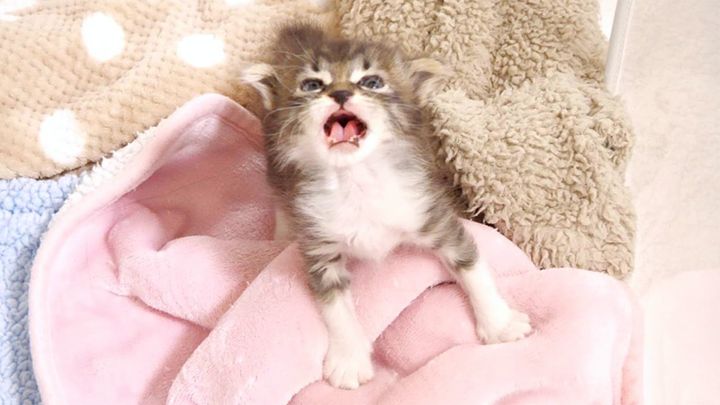 目覚めてすぐに鳴く子猫
