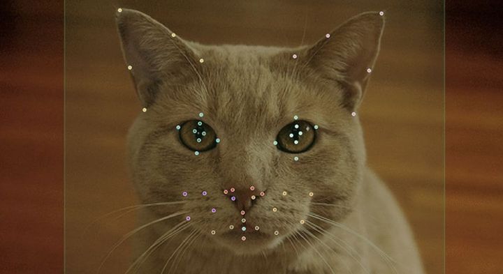 猫は「AIでしか見えない速さ」で互いの表情をコピーし合うことが判明――表情の真似っこに隠れた文法