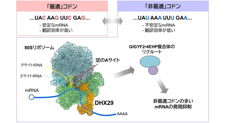 「DNAには第2のコード」が存在すると判明――遺伝子を密かに黙らせる隠し指令機構の正体