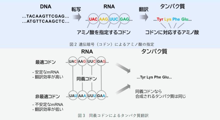 「DNAには第2のコード」が存在すると判明――遺伝子を密かに黙らせる隠し指令機構の正体