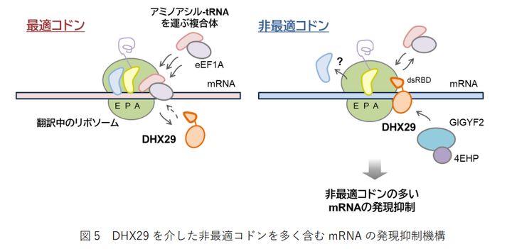 「DNAには第2のコード」が存在すると判明――遺伝子を密かに黙らせる隠し指令機構の正体