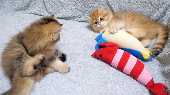 ケンカをやめる子猫達