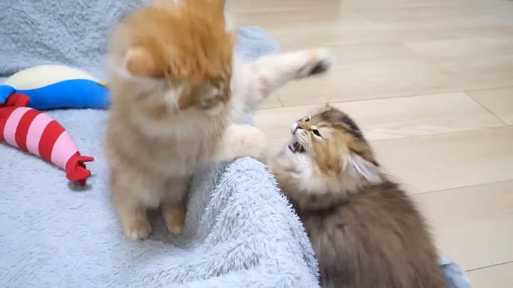 ケンカする子猫達