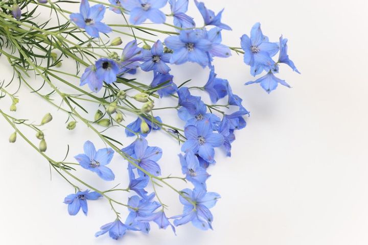 4月14日の花とは？【366日の誕生花と幸せの花言葉】