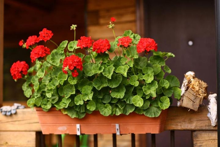 プランターでベランダを飾る