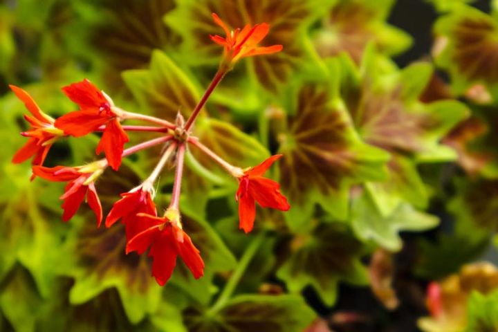 モミジバゼラニウム