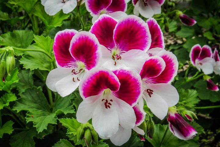 一季咲きのペラルゴニウム