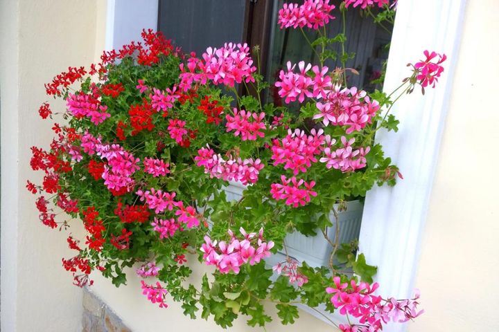 早春から初冬まで繰り返し咲く【ゼラニウム】で絵になる窓辺：［多年草］ガーデニング