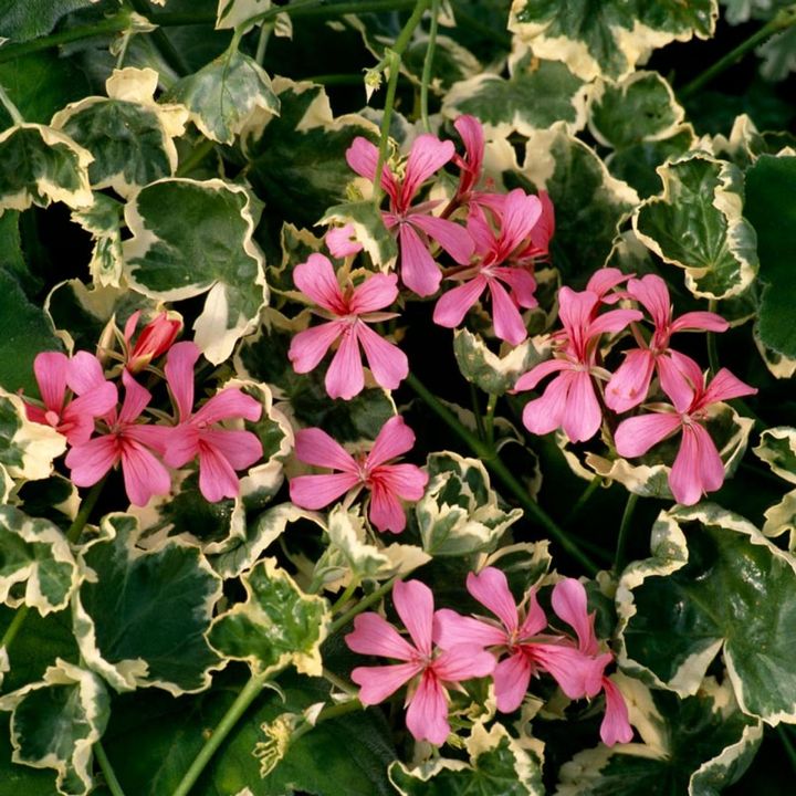 白い斑入り品種