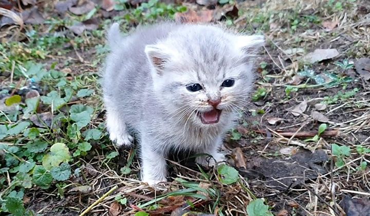 独りぼっちの子猫
