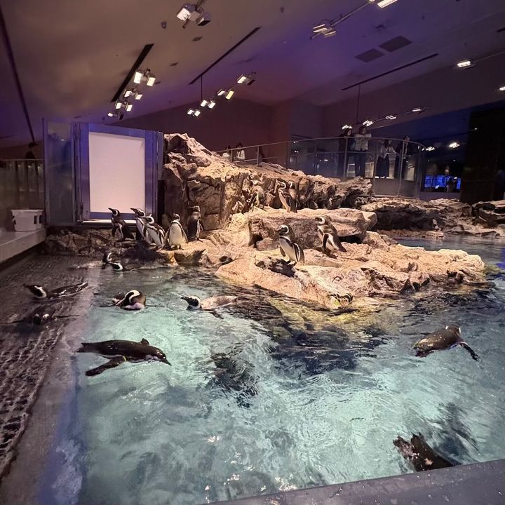 すみだ水族館ソラマチスカイツリー雨の日のお出かけ