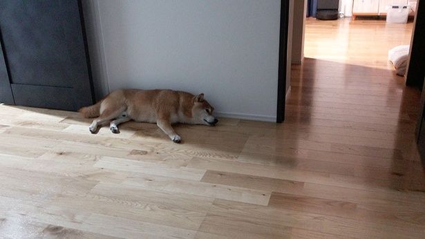 …と思いきや、パパさんを待つためか、玄関に移動