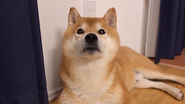 はちくんは窓際でまったり