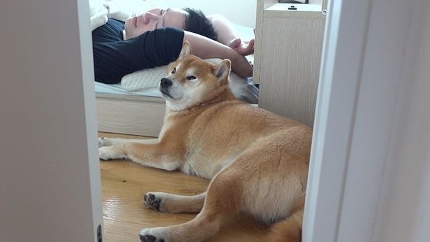 パパさんと一緒にまったりと過ごすはちくん