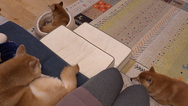 ママさんの近くでくつろぐ柴犬たち