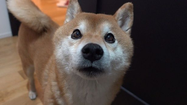 いつもと違う様子にそわそわするはちくん