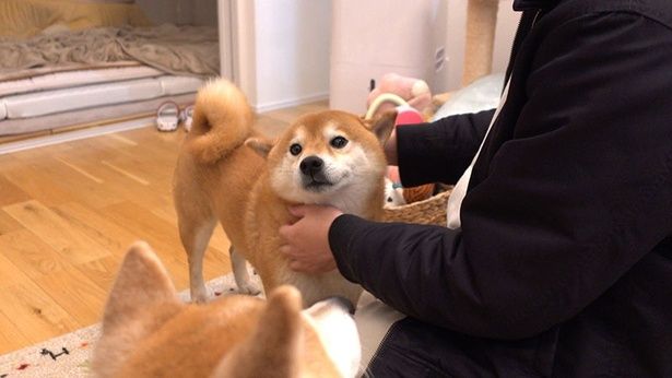 「行ってくるね」と、パパさんがはちくんにあいさつ