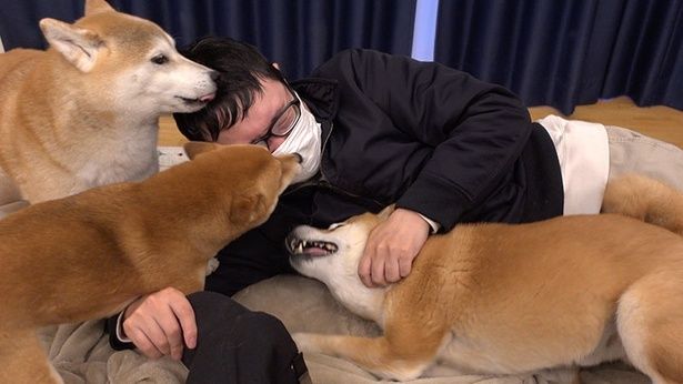 柴犬3匹から熱烈な歓迎を受ける