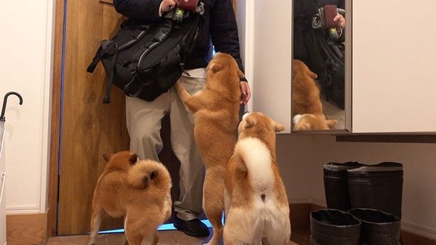 明け方、パパさんが帰ってきた！