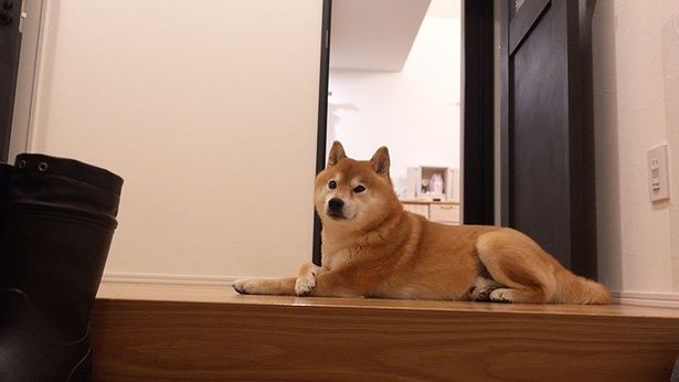 パパさんを見送ったあと、しばらく玄関から動かないはちくん