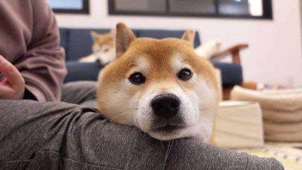 落ち着くまで、ママさんの膝の上で過ごす