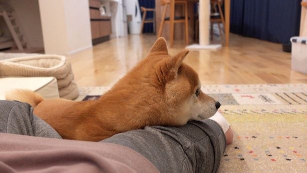 地震にびっくりしたはちくんは、すぐにママさんの元へ