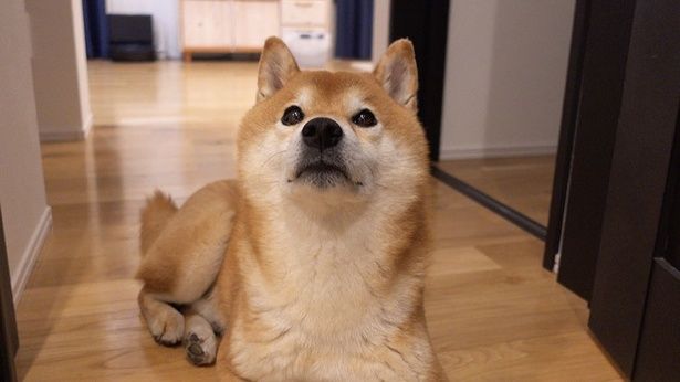 「パパ、夜中にどこ行くの？」と不安そうなはちくん