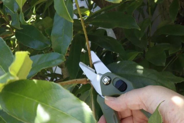 ダイソーの園芸万能ハサミの使用例