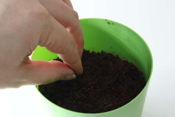 ダイソーのフレッシュバジルの種まき