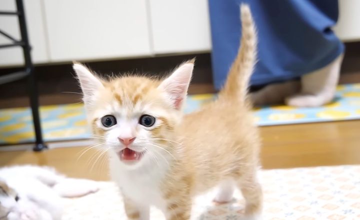 ジッとしていられない子猫