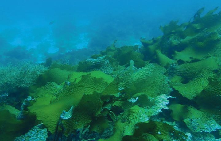 ウニが天敵で、その忌避成分としてポリフェノールを豊富に含む「ツルアラメ」。高栄養素に注目。