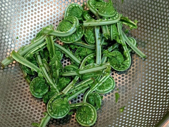 コゴミを茹でます