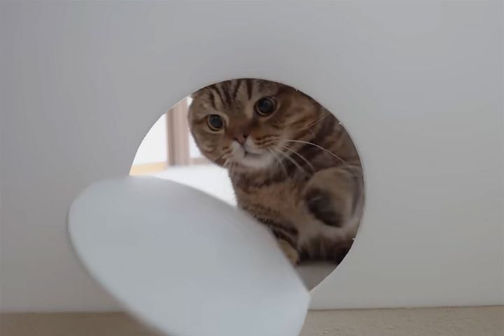 飼い主が作る遊具に興味津々の猫さん