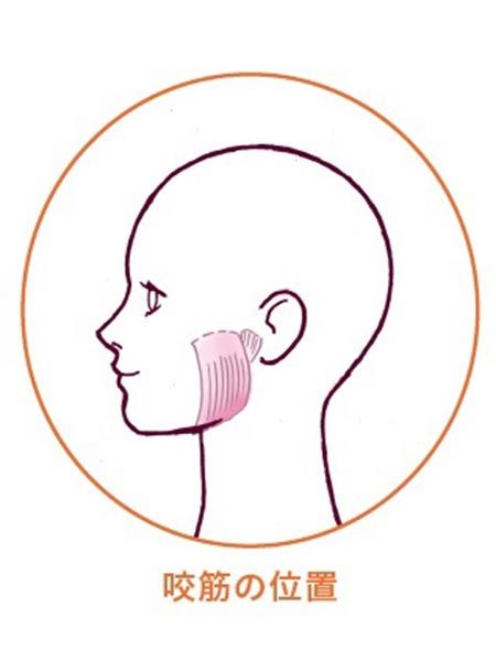 咬筋の場所はどこ？「はーい」と言ってみて！