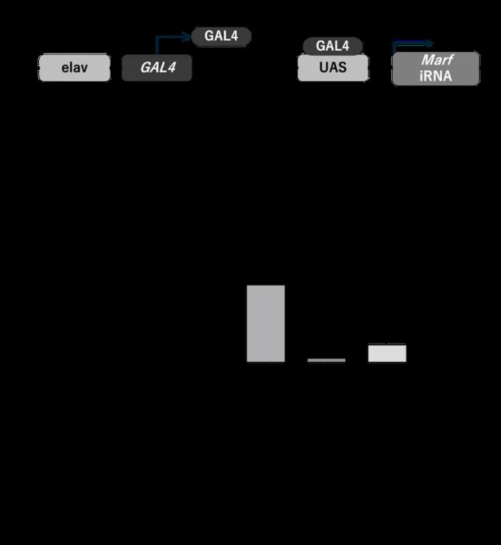 図1 MFN2ノックダウンショウジョウバエにおけるアルギニンの効果